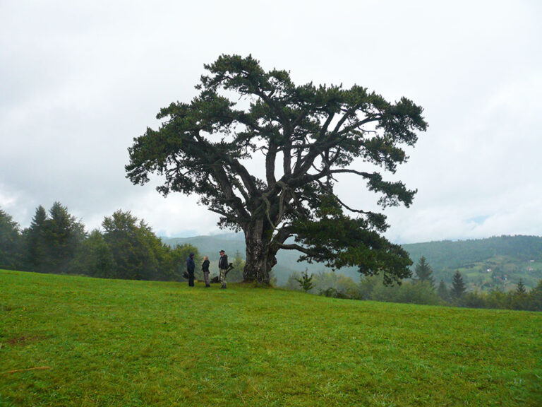 Предео изузетних одлика „Камена Гора“